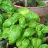 2 Sweet Basil Plants for Sale - 3 to 5 Inc Tall - Large Leaf Italian Basil Plants, Basil Plant Pot 4''