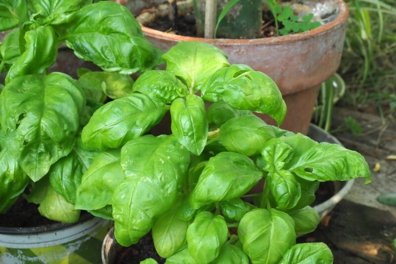 2 Sweet Basil Plants for Sale - 3 to 5 Inc Tall - Large Leaf Italian Basil Plants, Basil Plant Pot 4''