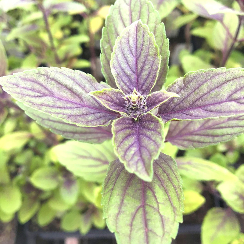 African Blue Basil Plant for Sale - 2 Plants, 3 to 6 Inches Tall - Image 5