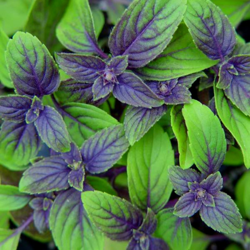 African Blue Basil Plant for Sale - 2 Plants, 3 to 6 Inches Tall - Image 3