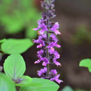 Alternative view of African Blue Basil Plant for Sale - 2 Plants, 3 to 6 Inches Tall