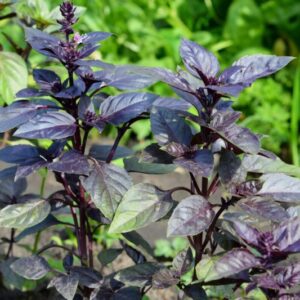 Alternative view of African Blue Basil Plant for Sale - 2 Plants - 3 to 5 Inches Tall - Live Basil Herb Plants