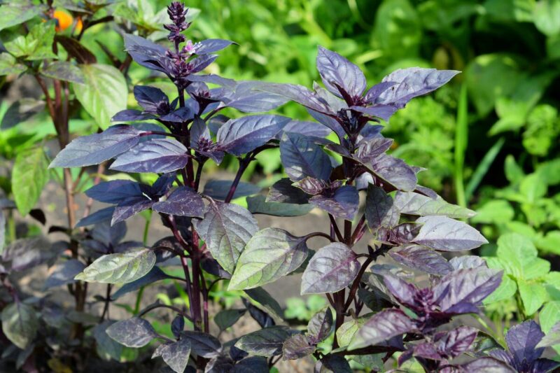 African Blue Basil Plant for Sale - 2 Plants - 3 to 5 Inches Tall - Live Basil Herb Plants - Image 2