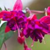 Fuchsia Lago Plants for Sale - 2 Plants - 4 to 6 Inches Tall - Fuchsia Flower Plants