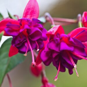 Fuchsia Lago Plants for Sale - 2 Plants - 4 to 6 Inches Tall - Fuchsia Flower Plants