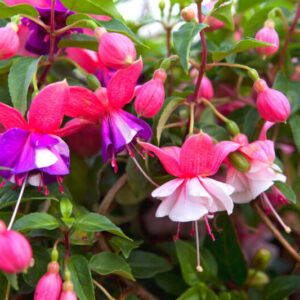Alternative view of Fuchsia Lago Plants - 2 Plants - 5 to 7 Inches Tall - Live Fuchsia Flower Plant for Garden - Fuchsia Plants Live