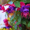Fuchsia Lago Plants - 2 Plants - 5 to 7 Inches Tall - Live Fuchsia Flower Plant for Garden - Fuchsia Plants Live
