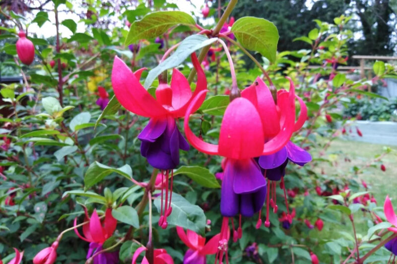 Fuchsia Plant Live for Sale - 5 to 7 Inc Tall, 2 Plants, Live Fuchsia Flower Plants - Image 6