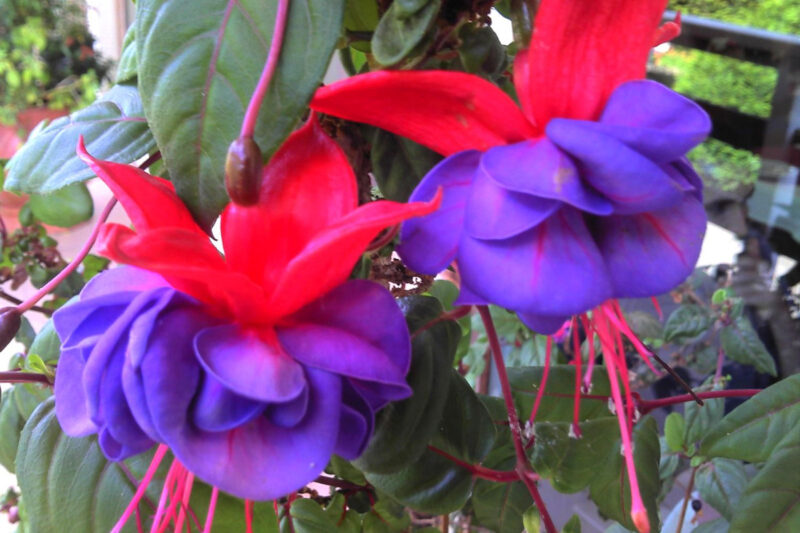 Fuchsia Plant Live for Sale - 5 to 7 Inc Tall, 2 Plants, Live Fuchsia Flower Plants - Image 5