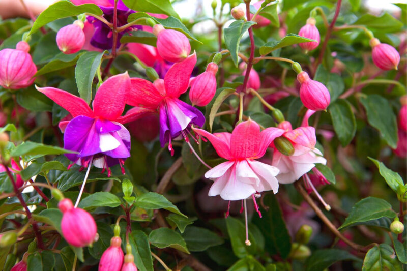 Fuchsia Plant Live for Sale - 5 to 7 Inc Tall, 2 Plants, Live Fuchsia Flower Plants - Image 4