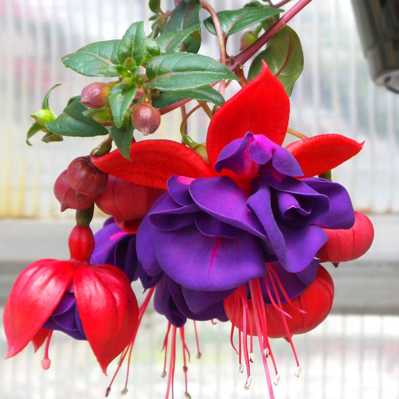 Fuchsia Plant Live for Sale - 5 to 7 Inc Tall, 2 Plants, Live Fuchsia Flower Plants - Image 2