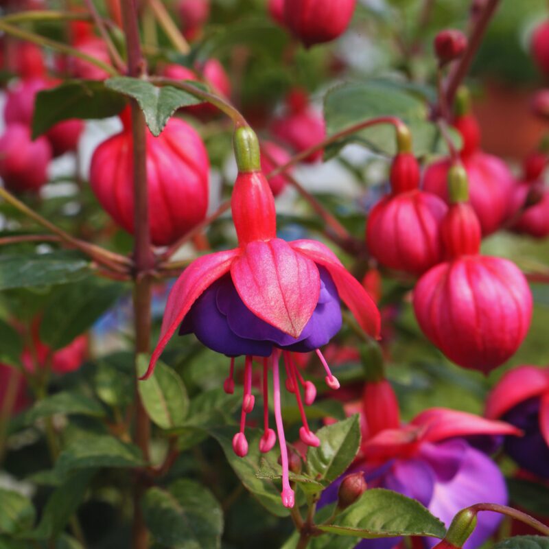 Fuchsia Plant Live for Sale - 5 to 7 Inc Tall, 2 Plants, Live Fuchsia Flower Plants