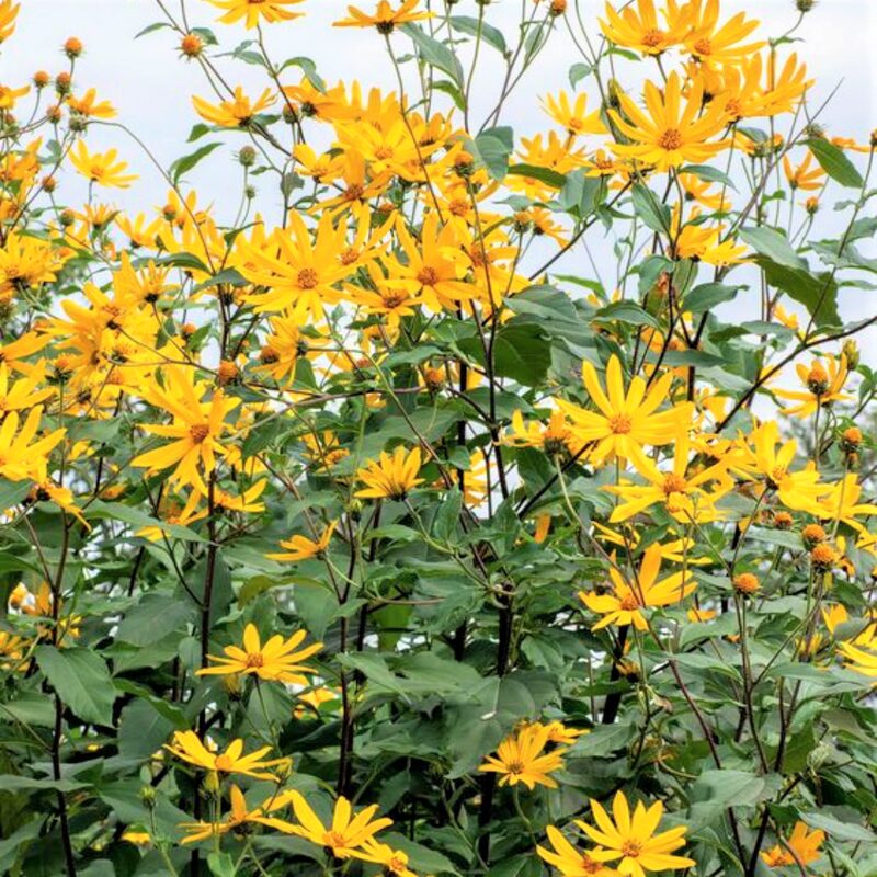 8 Jerusalem Artichoke Tubers For Planting - Organic Sunchoke, Sunroot Tubers - Freshly Dug - Outdoors - Zone: 3 to 9 - Spring, Fall Planting - Image 6