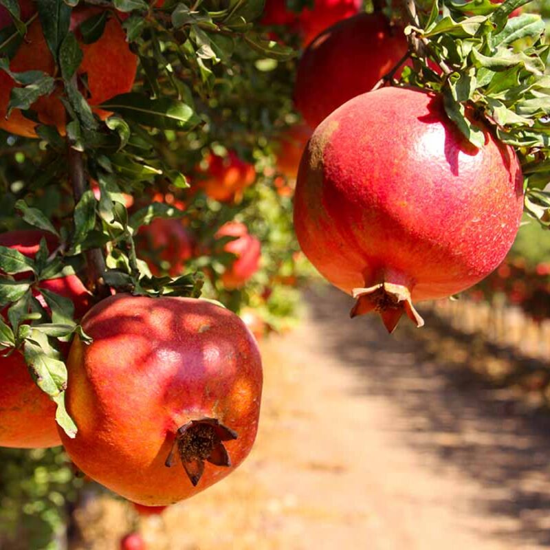 Pomegranate Tree Live Plant - Wonderful Pomegranate -8 to 10 Inch Tall, 4 Inch Pot - Image 5