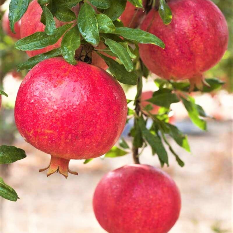 Pomegranate Tree Live Plant - Wonderful Pomegranate -8 to 10 Inch Tall, 4 Inch Pot - Image 3