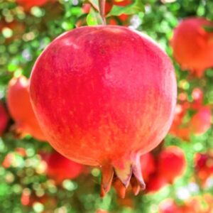Pomegranate Tree Live Plant - Wonderful Pomegranate - 8 to 10 Inch Tall, 4 Inch Pot