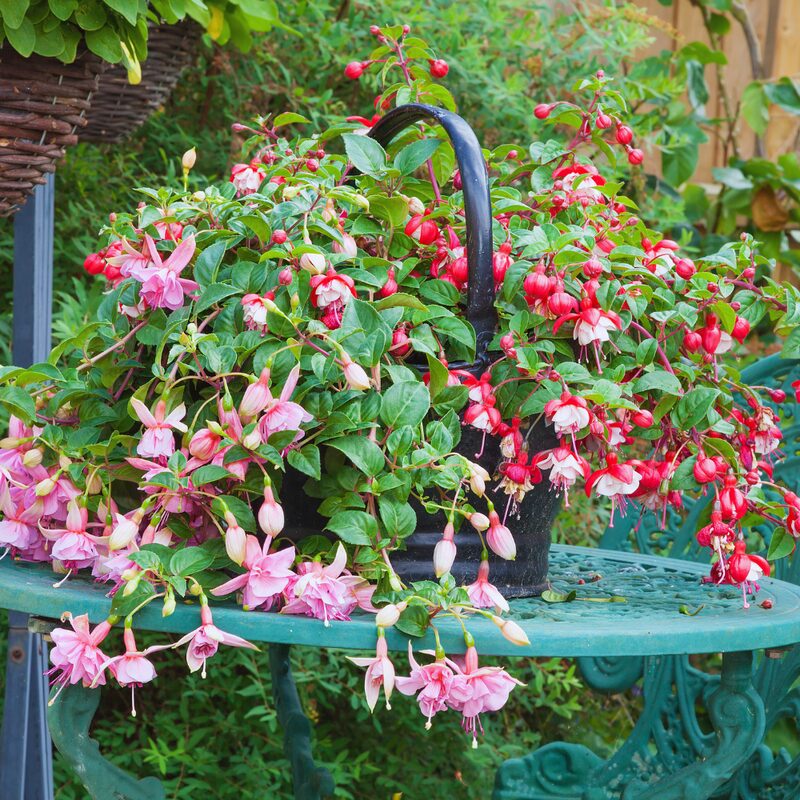 Fuchsia Plant Live for Sale - 3 to 5 Inc Tall - Image 6
