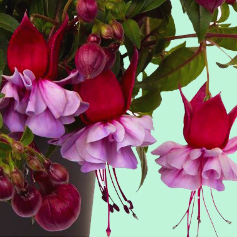 Fuchsia Plant Live for Sale - 3 to 5 Inc Tall - Image 3