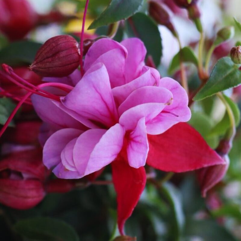 Fuchsia Plant Live for Sale - 3 to 5 Inc Tall - Image 2