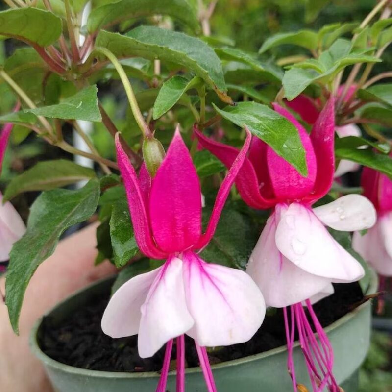 Fuchsia Bella Julia Plant - 3 to 5 Inc Tall - Image 5