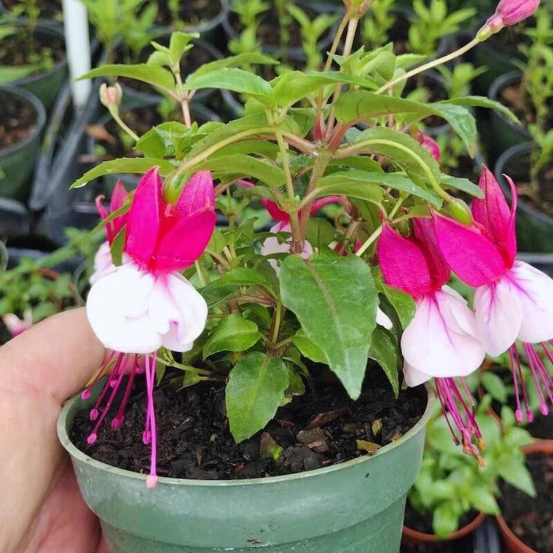 Fuchsia Bella Julia Plant - 3 to 5 Inc Tall - Image 4