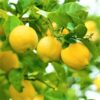 Meyer Lemon Tree Live Plant