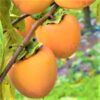 2 American Persimmon Tree