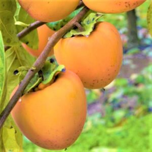 2 American Persimmon Tree