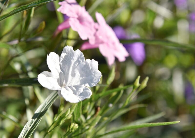 Mexican Petunia Plant - Image 4