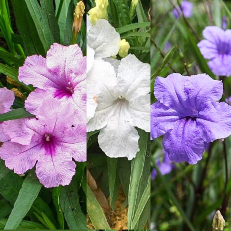 Mexican Petunia Plant - Image 2