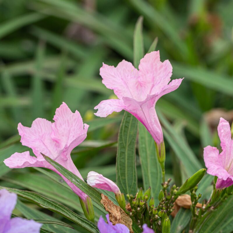 Mexican Petunia Plant - Image 6