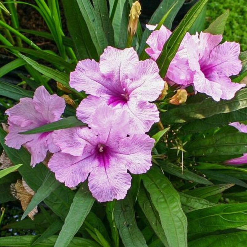 Mexican Petunia Plant