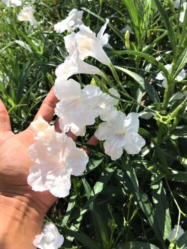 Mexican Petunia Plant - Image 6