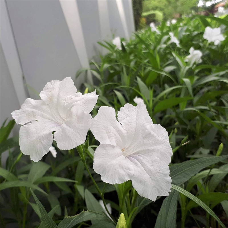 Mexican Petunia Plant - Image 5