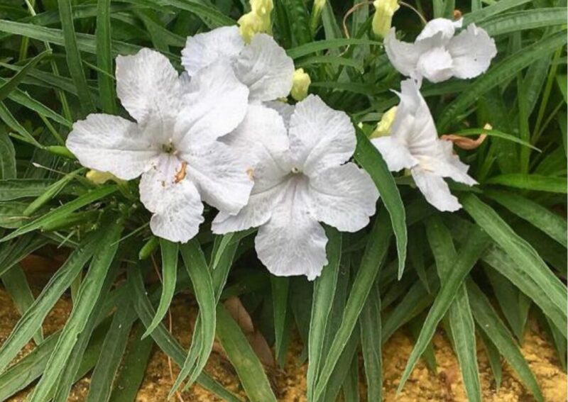 Mexican Petunia Plant - Image 4