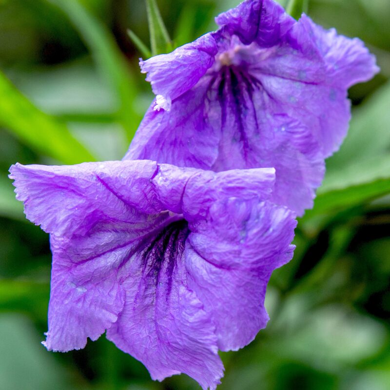 Mexican Petunia Plant - Image 6
