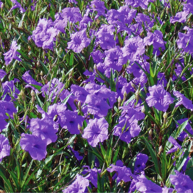Mexican Petunia Plant - Image 3