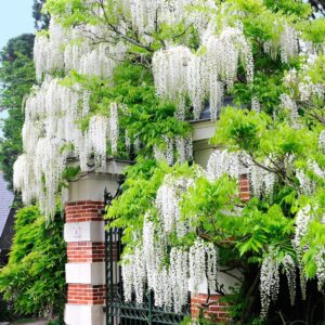 Alternative view of Wisteria Tree Plant
