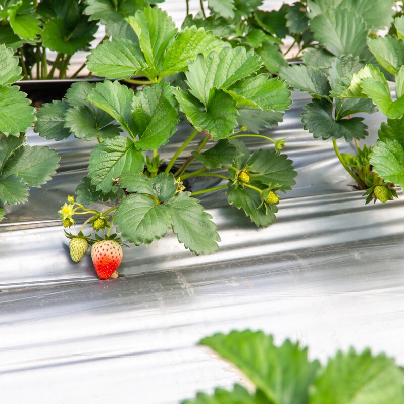 Strawberry Plants Bareroot - 250 Bareroots - Chandler Strawberry - Image 5