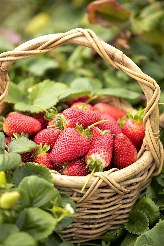 Strawberry Plants Bareroot - 250 Bareroots - Chandler Strawberry - Image 3