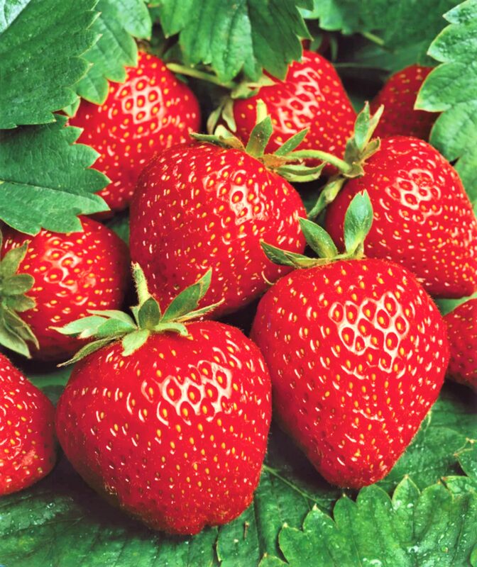Strawberry Plants Bareroot - 250 Bareroots - Seascape Everbearing Strawberry - Image 4