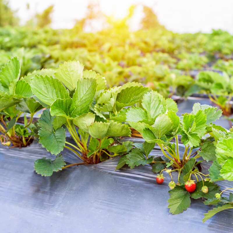 Strawberry Plants- 250 Bareroots - Quinault Everbearing Strawberry - Image 5