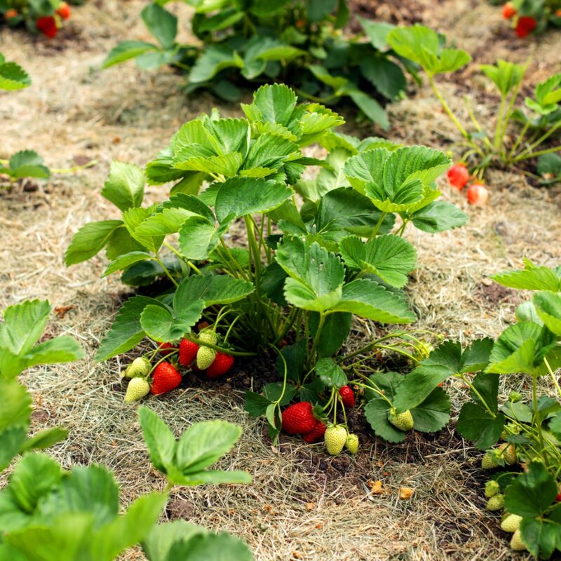 Strawberry Plants- 250 Bareroots - Quinault Everbearing Strawberry - Image 6