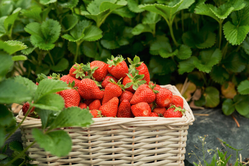 Strawberry Plants- 250 Bareroots - Quinault Everbearing Strawberry - Image 2