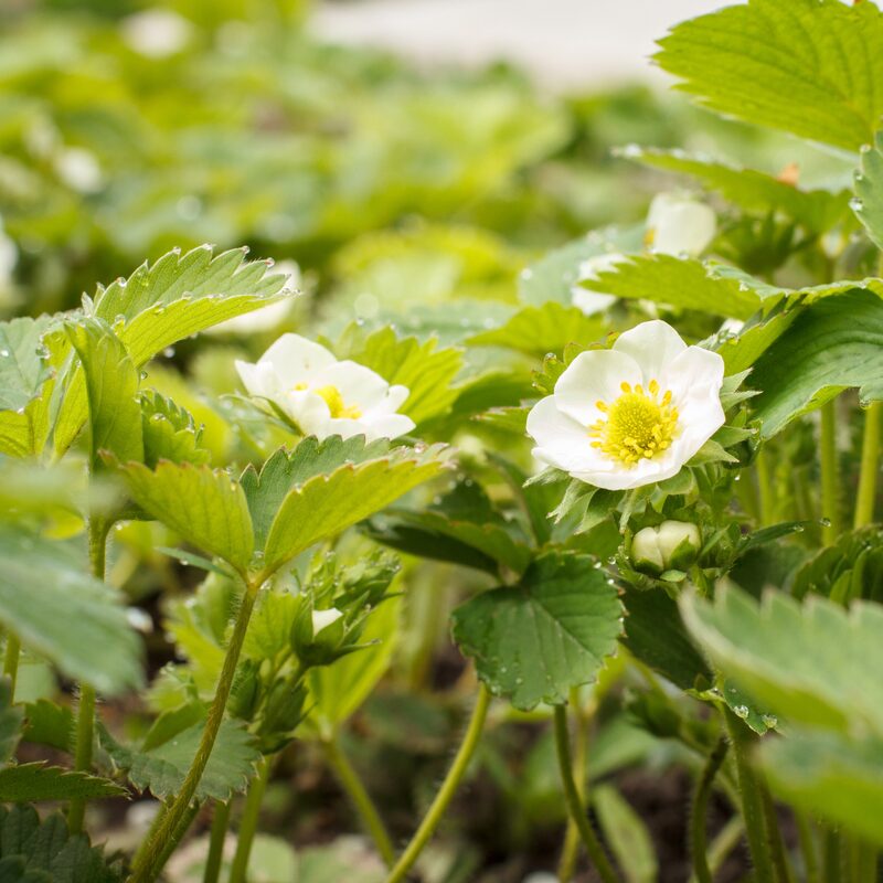 Strawberry Plants Bareroot - 250 Bareroots - Eversweet Everbearing Strawberry - Image 5