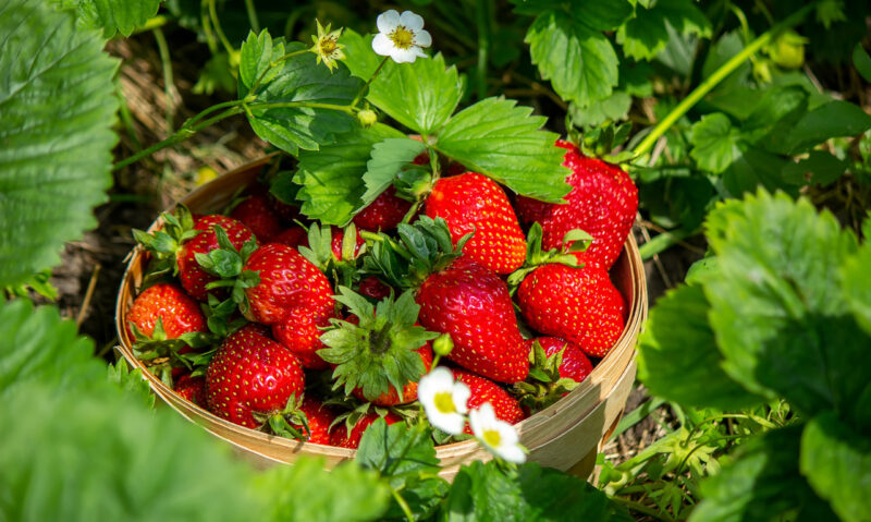 Strawberry Plants Bareroot - 250 Bareroots - Eversweet Everbearing Strawberry - Image 4