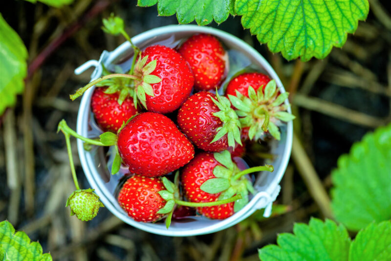 Strawberry Plants Bareroot - 250 Bareroots - Eversweet Everbearing Strawberry - Image 3
