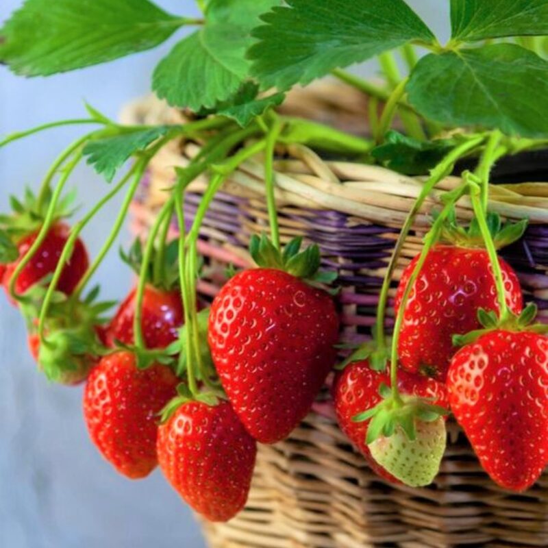 Strawberry Plants Bareroot - 250 Bareroots - Eversweet Everbearing Strawberry