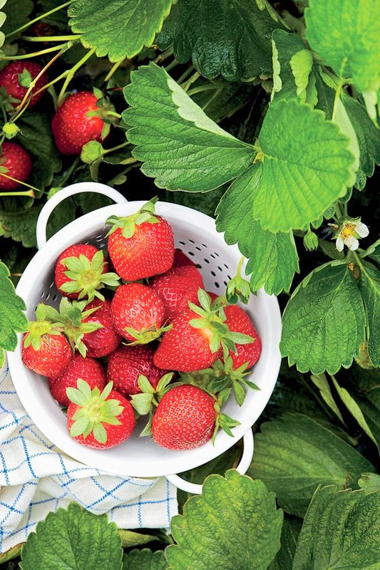 Strawberry Plants Bareroot - 100 Bareroots - Chandler Strawberry - Image 4