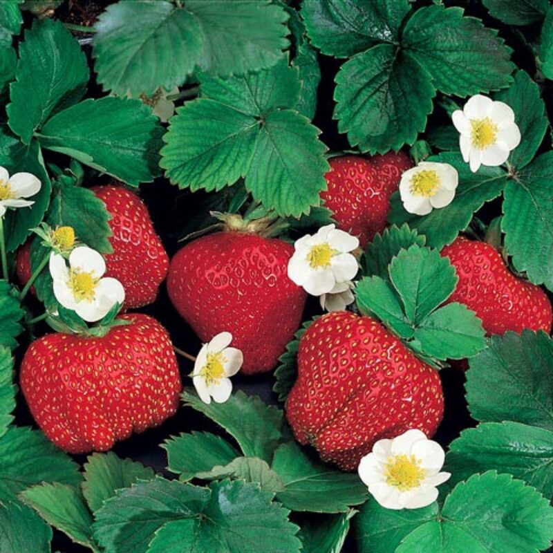 Strawberry Plants Bareroot - 100 Bareroots - Chandler Strawberry